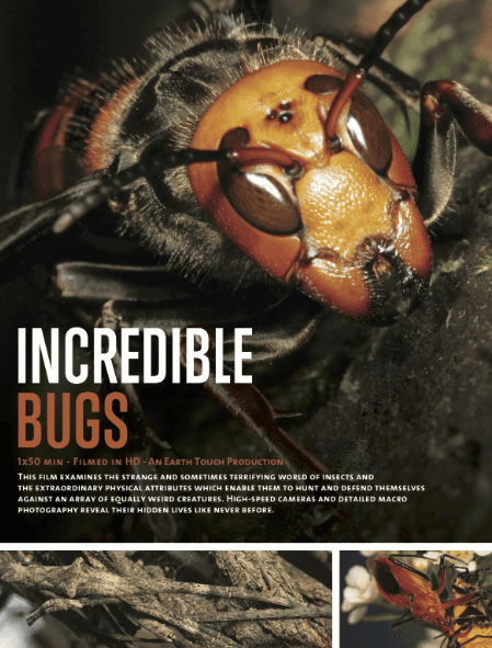 Удивительные насекомые